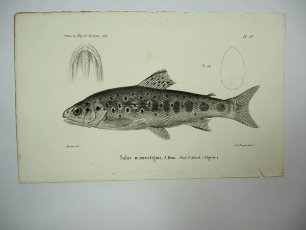 4x Lithographie Revue et Mag. de Zoologie 1858 Fisch Schnecke Bocourt Buquet