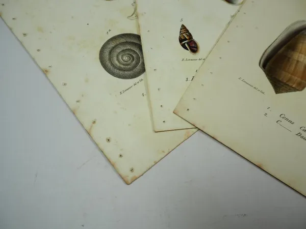 4x Lithographie Revue et Mag. de Zoologie 1858 Fisch Schnecke Bocourt Buquet