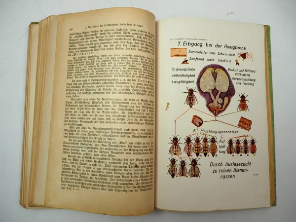 Lehrbuch der Bienenkunde Teil 2 Bienenzucht Imkerei Dr. Karl Freudenstein 1938