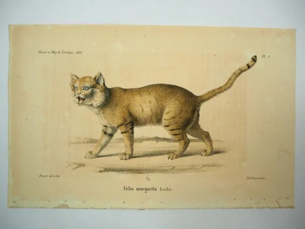 Lithographie Revue et Mag. de Zoologie 1858 Katze Felis margarita Bocourt Buquet