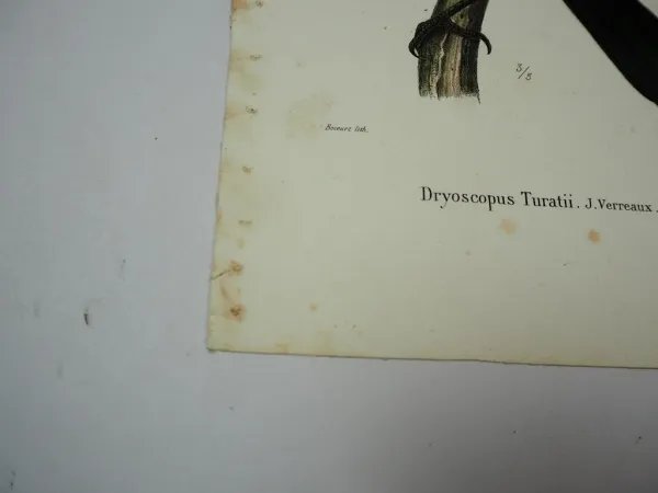 Lithographie Revue et Mag. de Zoologie 1858 Vogel Dryoscopus Bocourt Buquet