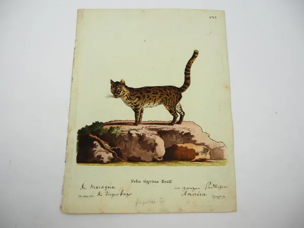 Original Kolorierter Kupferstich Tigerkatze Felis tigrina Briff. ca. 1850