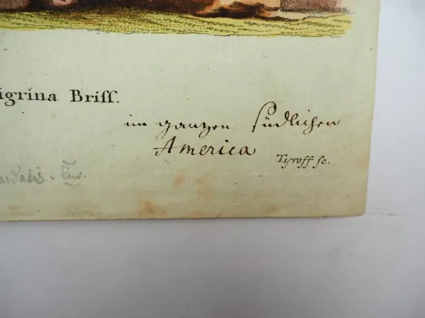Original Kolorierter Kupferstich Tigerkatze Felis tigrina Briff. ca. 1850
