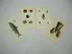 4x Lithographie Revue et Mag. de Zoologie 1858 Fisch Schnecke Bocourt Buquet