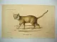 Lithographie Revue et Mag. de Zoologie 1858 Katze Felis margarita Bocourt Buquet