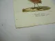 Lithographie Revue et Mag. de Zoologie 1858 Vogel Stoparola Malurus Bocourt