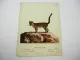 Original Kolorierter Kupferstich Tigerkatze Felis tigrina Briff. ca. 1850