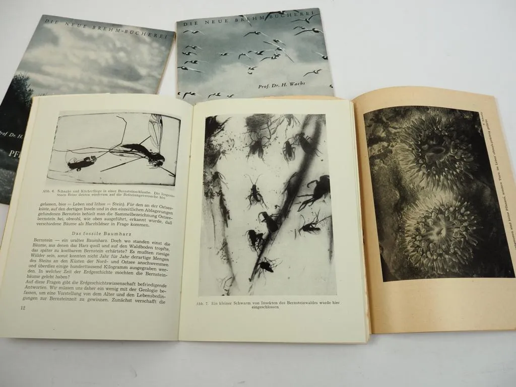 Brehm Bücherei 6 7 8 128 Bernstein Vögel am Meer Was finden wir am Strand Küste