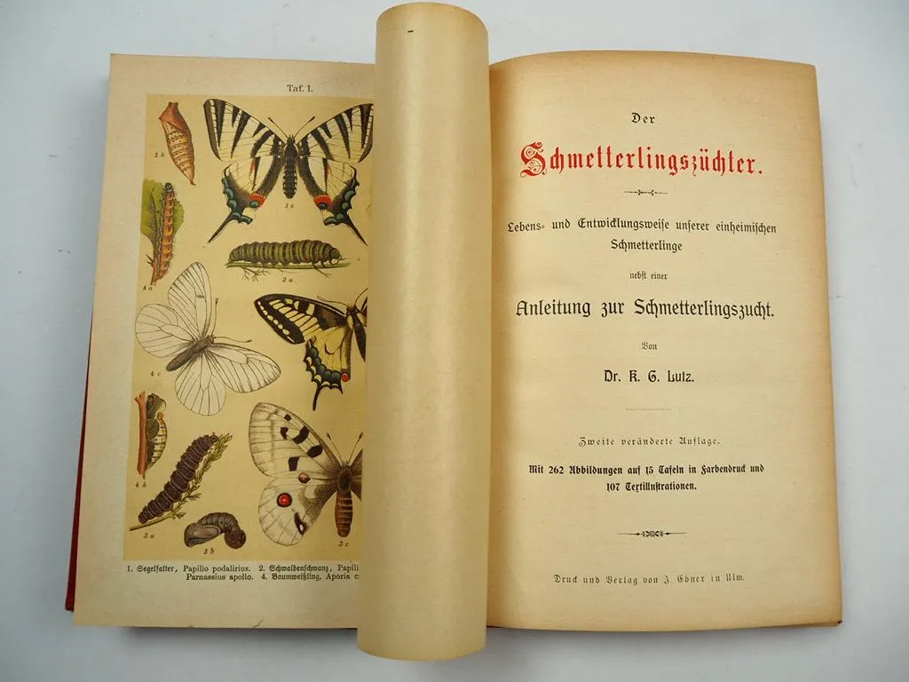 Der Schmetterlingszüchter 1904 von K. G. Lutz Insekten Leben & Zucht Schmetterling
