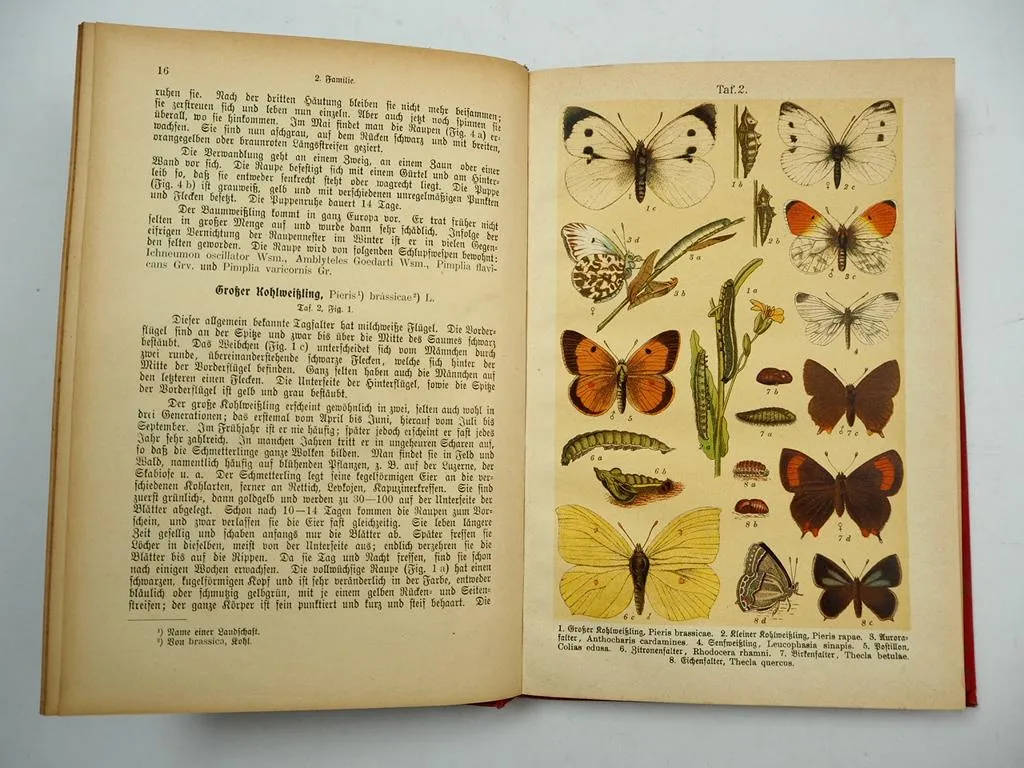 Der Schmetterlingszüchter 1904 von K. G. Lutz Insekten Leben & Zucht Schmetterling