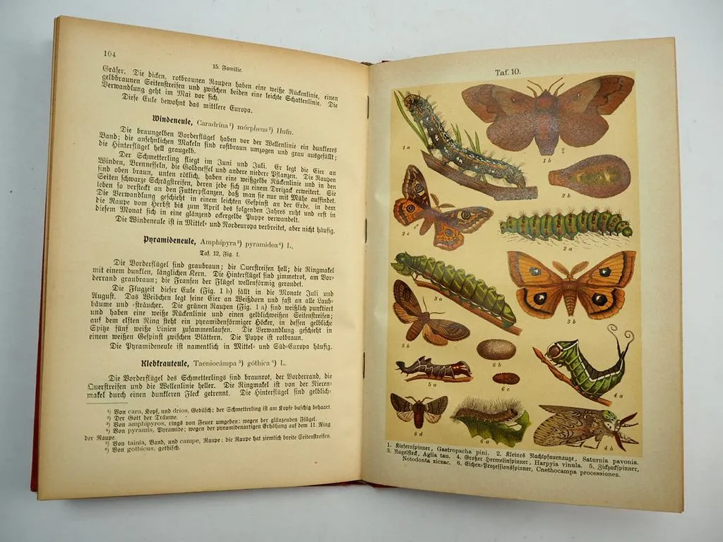 Der Schmetterlingszüchter 1904 von K. G. Lutz Insekten Leben & Zucht Schmetterling