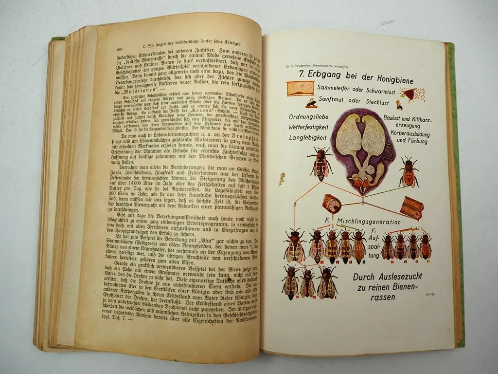 Lehrbuch der Bienenkunde Teil 2 Bienenzucht Imkerei Dr. Karl Freudenstein 1938