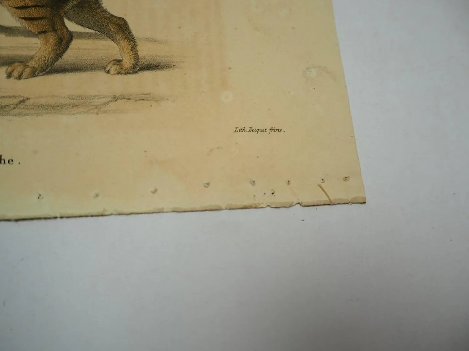 Lithographie Revue et Mag. de Zoologie 1858 Katze Felis margarita Bocourt Buquet