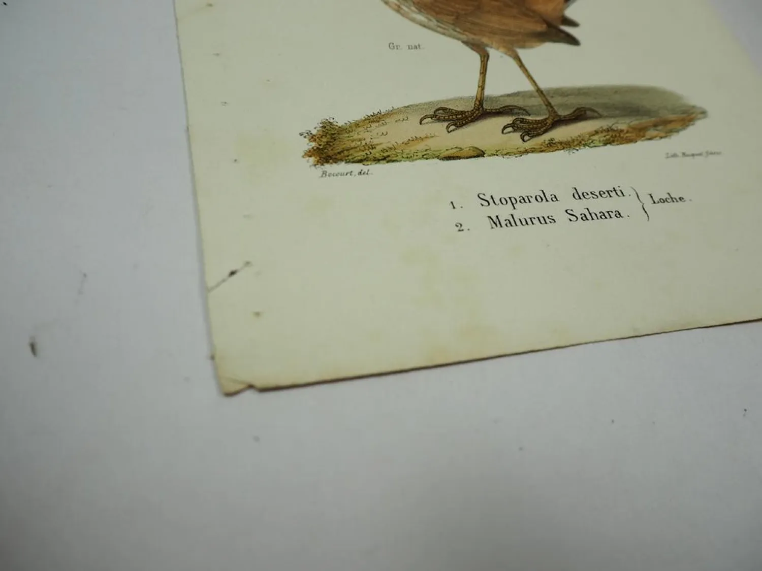 Lithographie Revue et Mag. de Zoologie 1858 Vogel Stoparola Malurus Bocourt