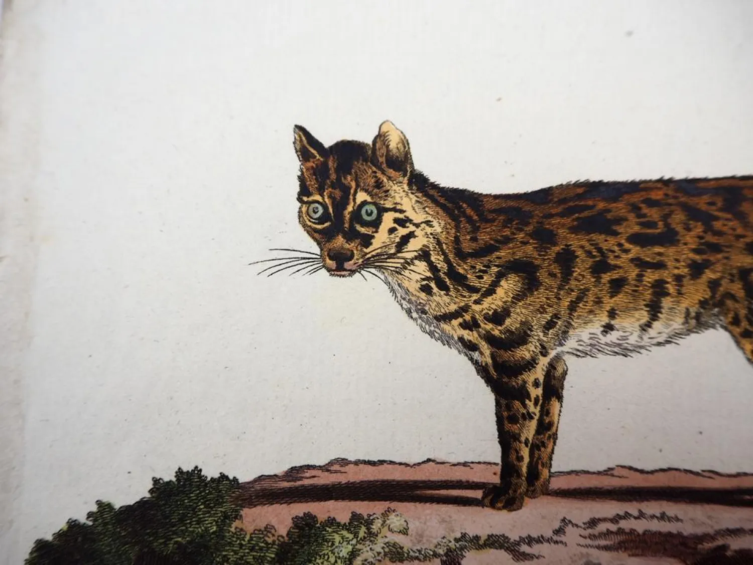 Original Kolorierter Kupferstich Tigerkatze Felis tigrina Briff. ca. 1850