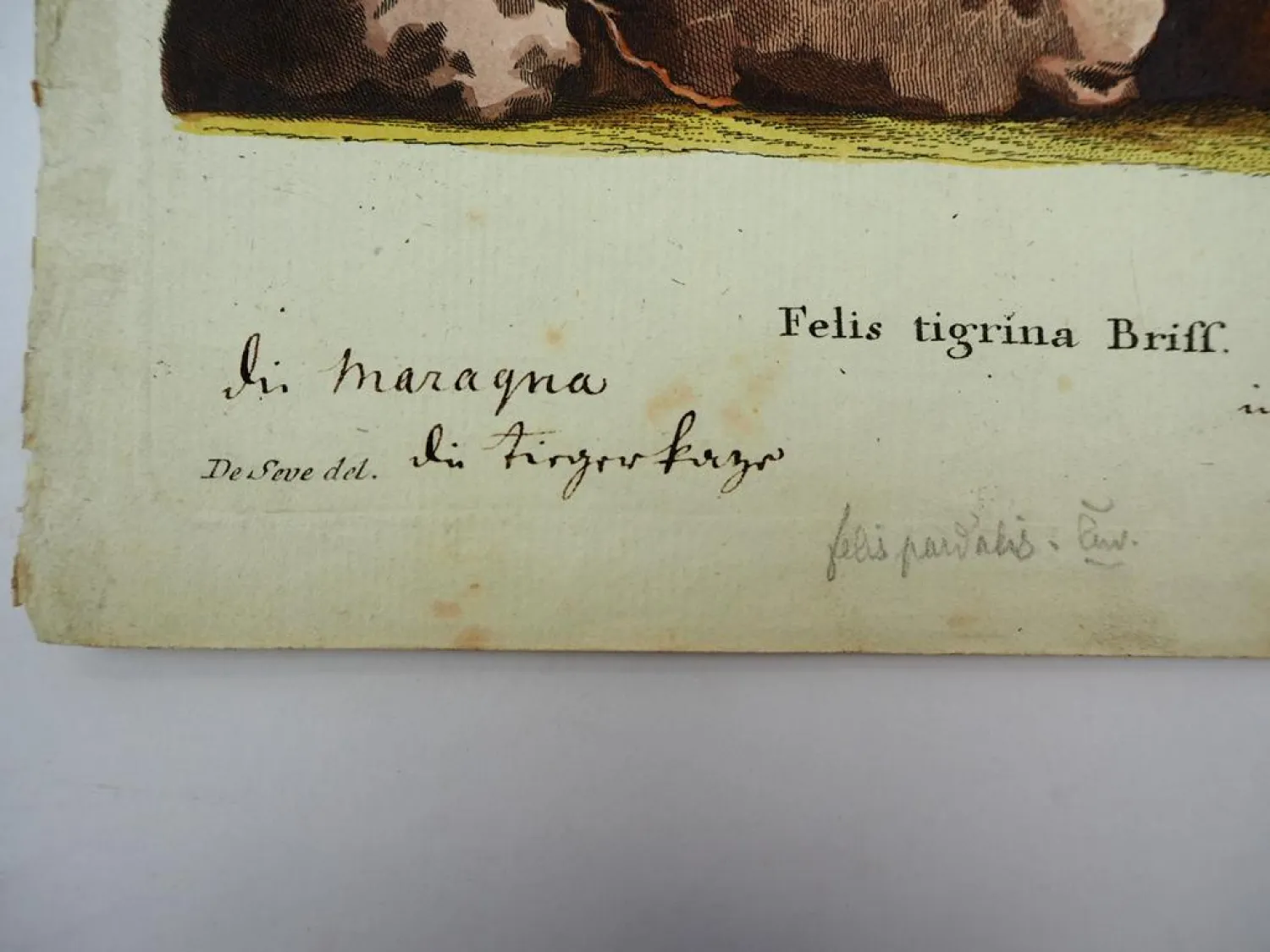 Original Kolorierter Kupferstich Tigerkatze Felis tigrina Briff. ca. 1850