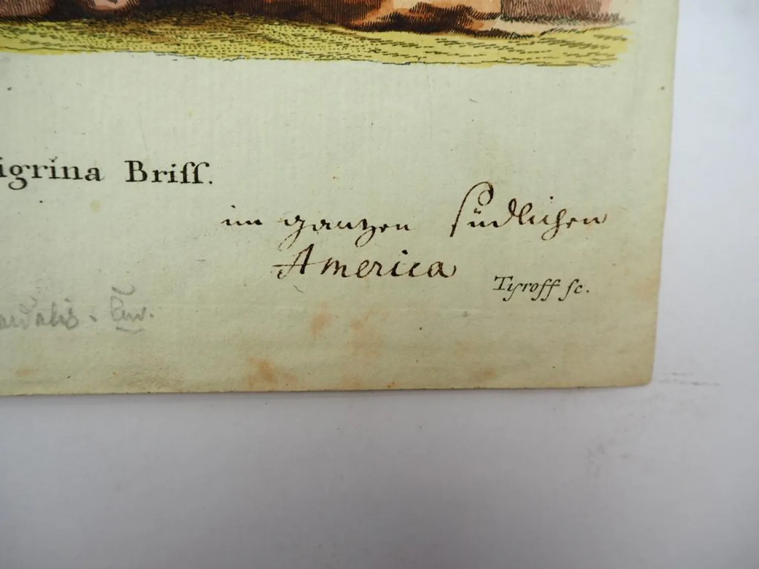 Original Kolorierter Kupferstich Tigerkatze Felis tigrina Briff. ca. 1850