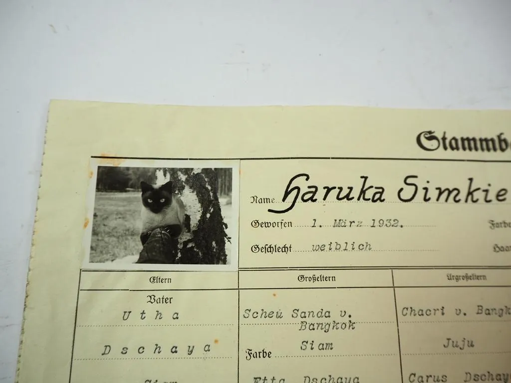 Stammbaum + 3 Fotos Siam Rassekatze 1932 Edelkatzenverband Nürnberg