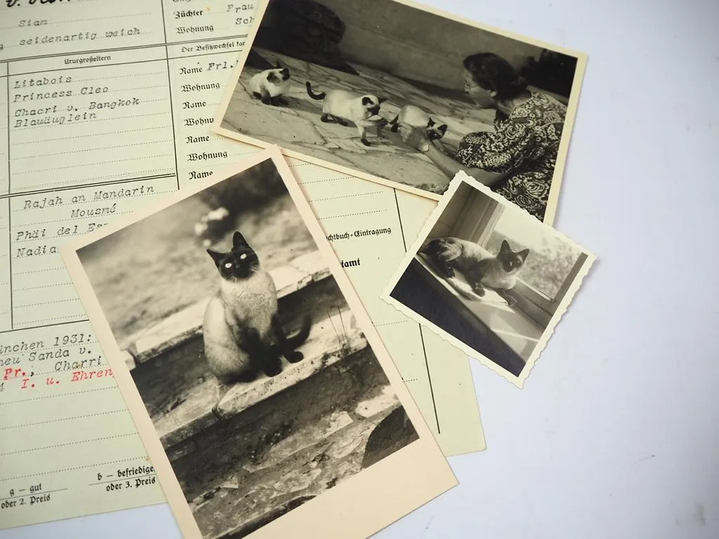 Stammbaum + 3 Fotos Siam Rassekatze 1932 Edelkatzenverband Nürnberg