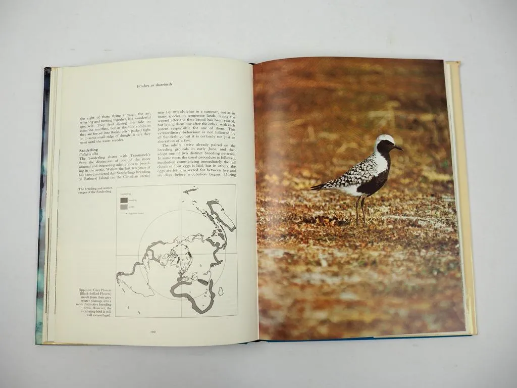 The Winter Birds, Malcolm A. Ogilvie, 1976