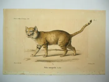 Lithographie Revue et Mag. de Zoologie 1858 Katze Felis margarita Bocourt Buquet