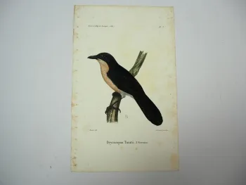 Lithographie Revue et Mag. de Zoologie 1858 Vogel Dryoscopus Bocourt Buquet