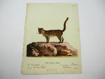 Original Kolorierter Kupferstich Tigerkatze Felis tigrina Briff. ca. 1850