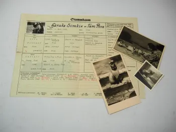 Stammbaum + 3 Fotos Siam Rassekatze 1932 Edelkatzenverband Nürnberg